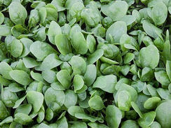 Корвер F1 семена шпината (Enza Zaden / Энза Заден)