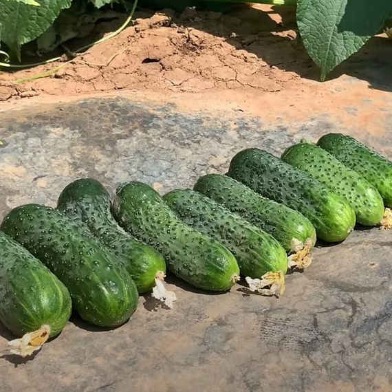 Проскор F1 семена огурца партенокарпического (Nunhems / ALEXAGRO) культура – фото 3