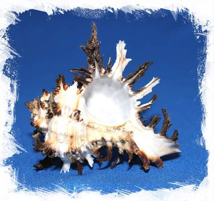 Ракушка Мурекс Индивия Длинный Шип