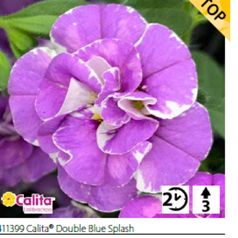 Калибрахоа Calita® Double Blue Splash укорененный черенок ОКС конец ноября
