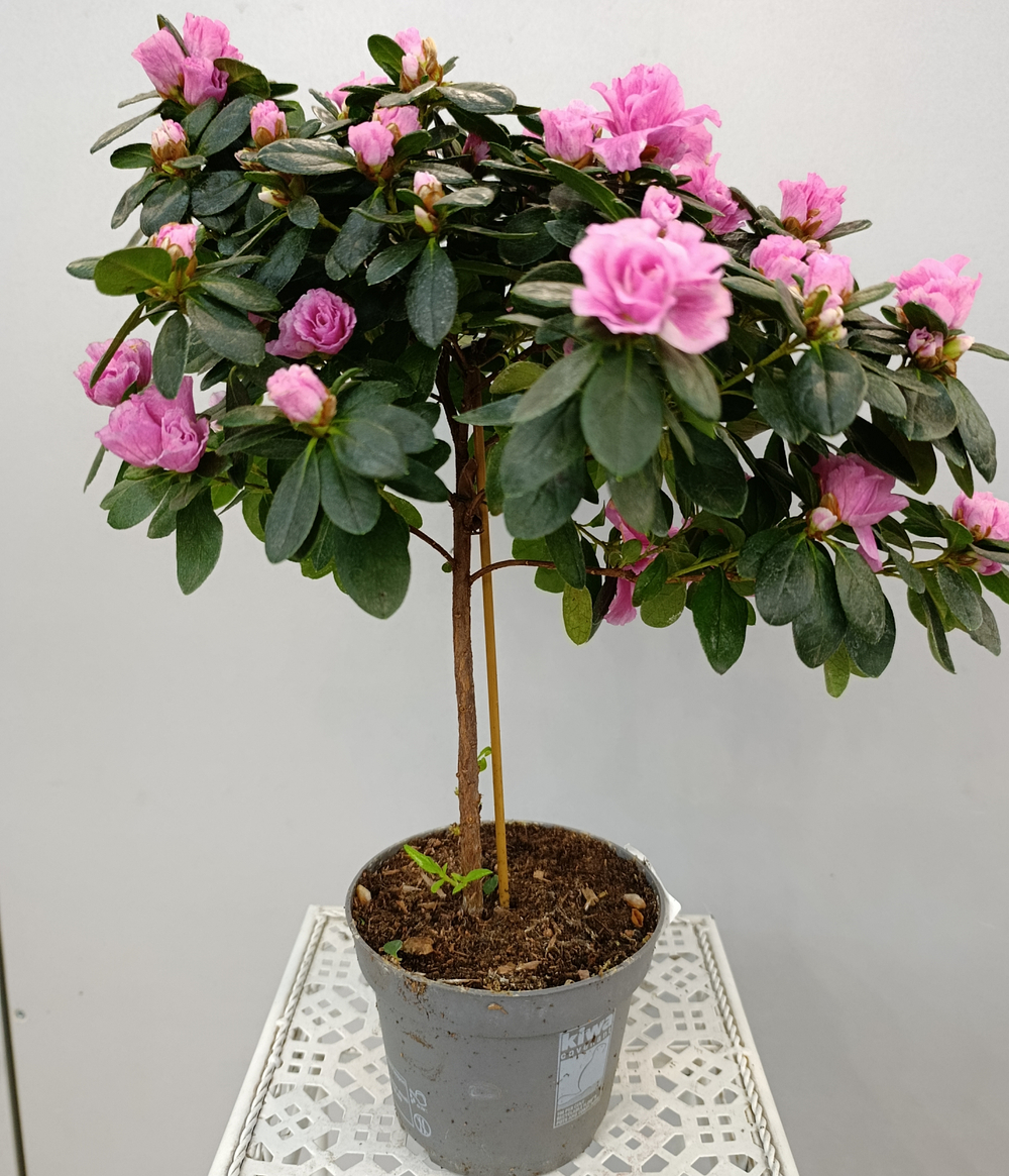 Азалия на стволе