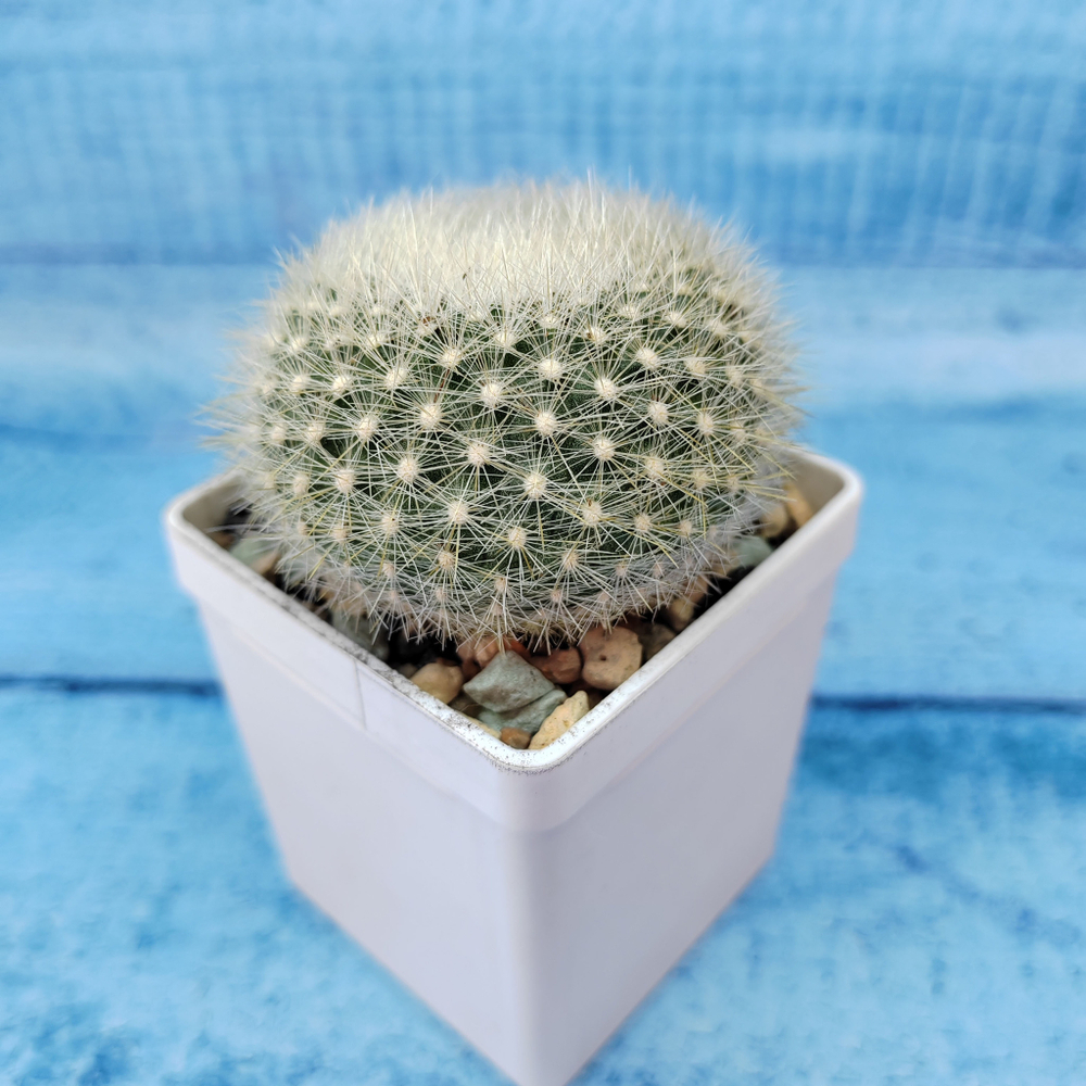 Notocactus Haselbergii (Нотокактус)