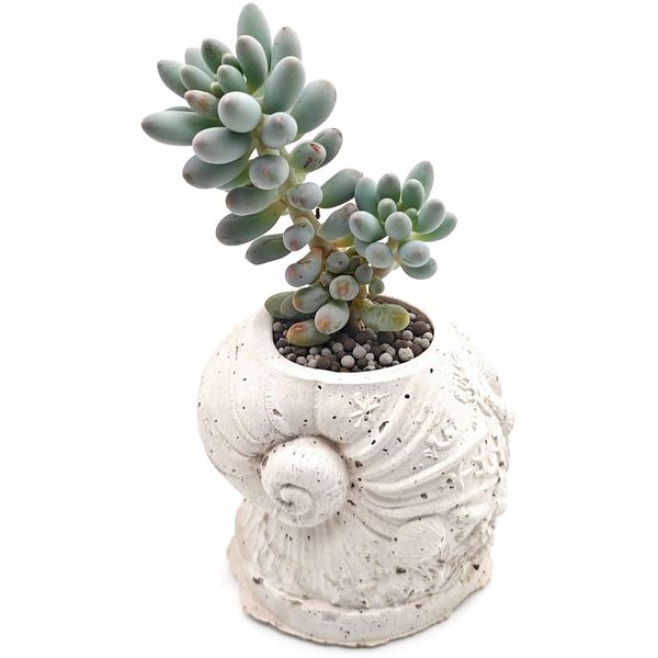 Живой суккулент из коллекции EnjoyPlants D8 961756