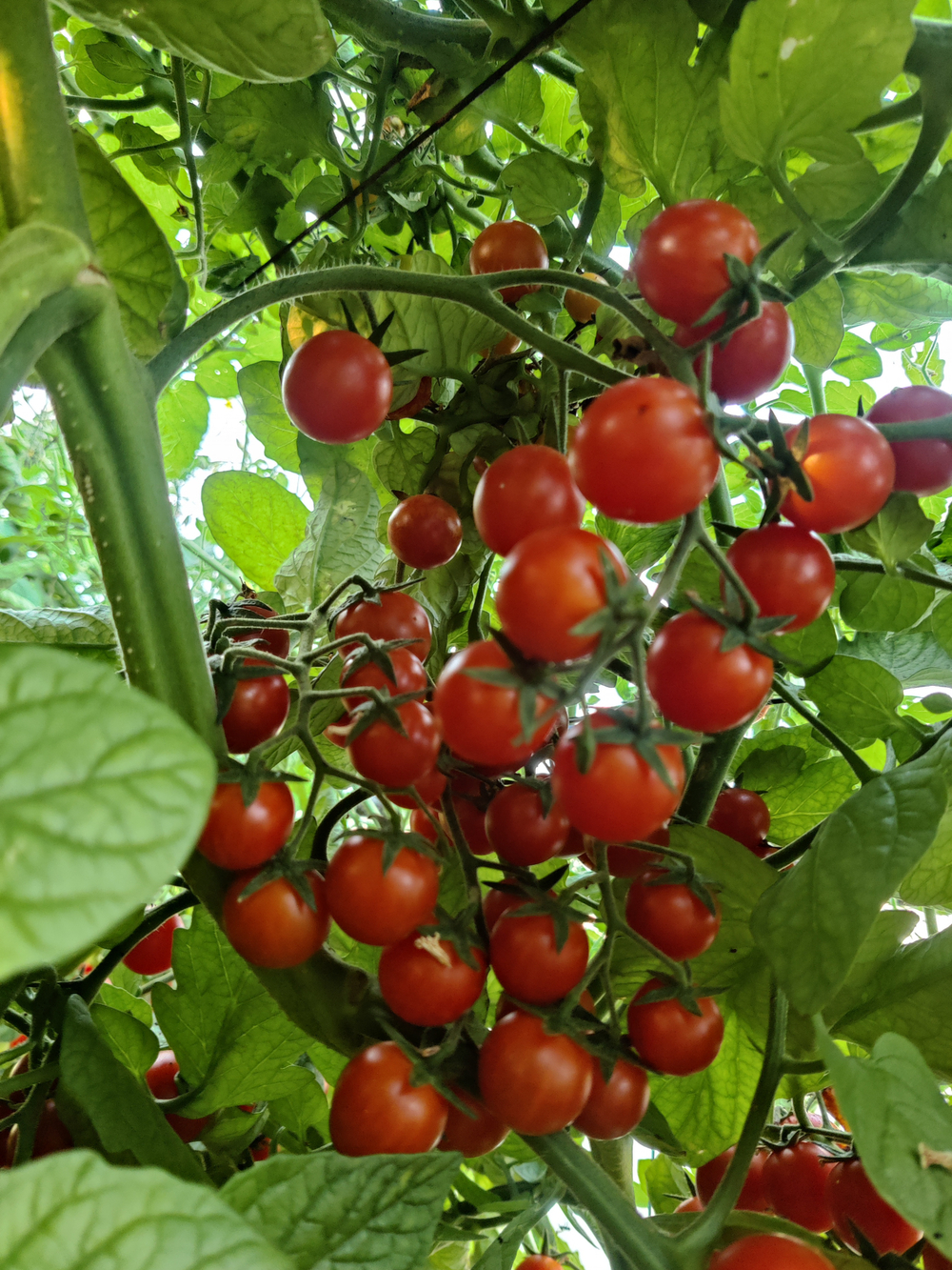 Яничери F1 семена томата индетерминантного ( Yuksel Tohum / )