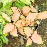 Аглаонема PEACH COCHIN