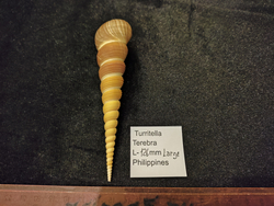 Туррителла Теребра 110-130мм