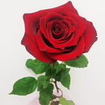 Роза красная Explorer