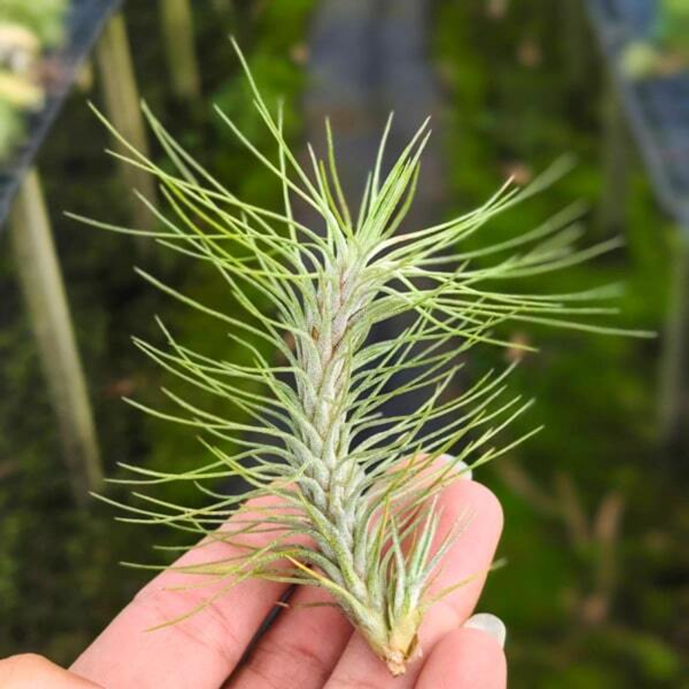 Тилландсия funckiana v. recurvifolia R (T29)