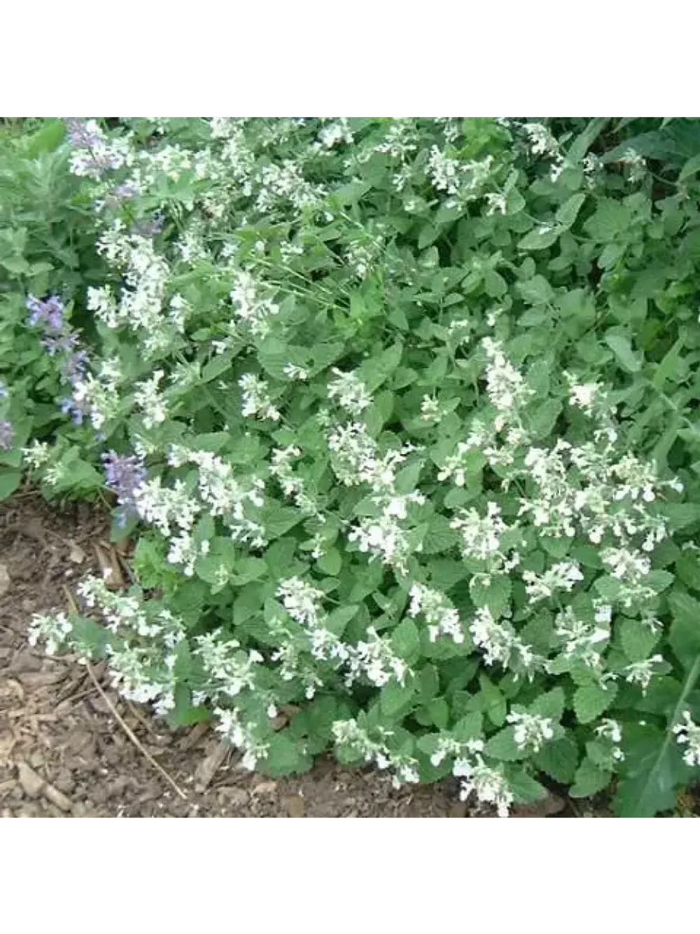 Котовник Фассена Сноуфлейк