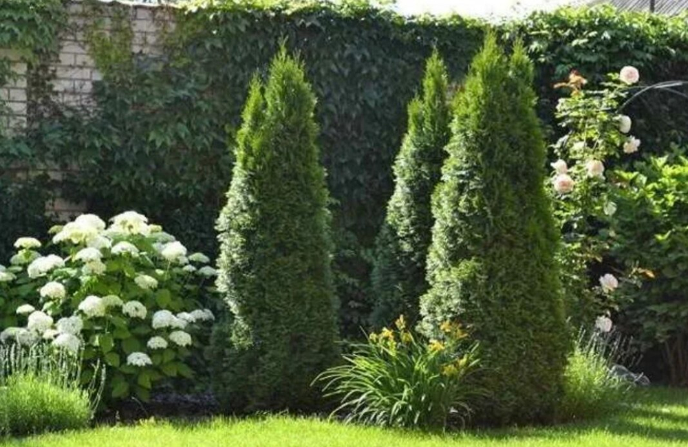 Туя западная Смарагд Р9 25-30 см Закупка М62 апрель-май 2026