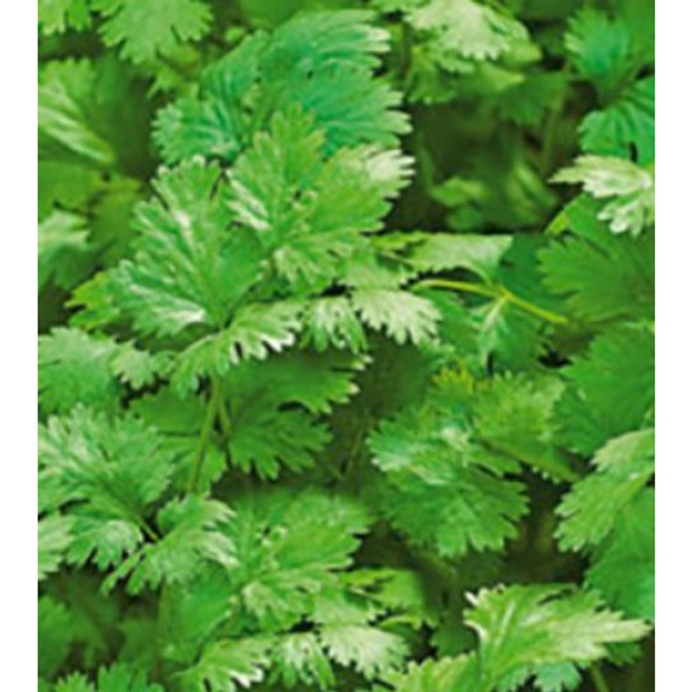 Кориандр Крупнолистный 3г Б Аэлита