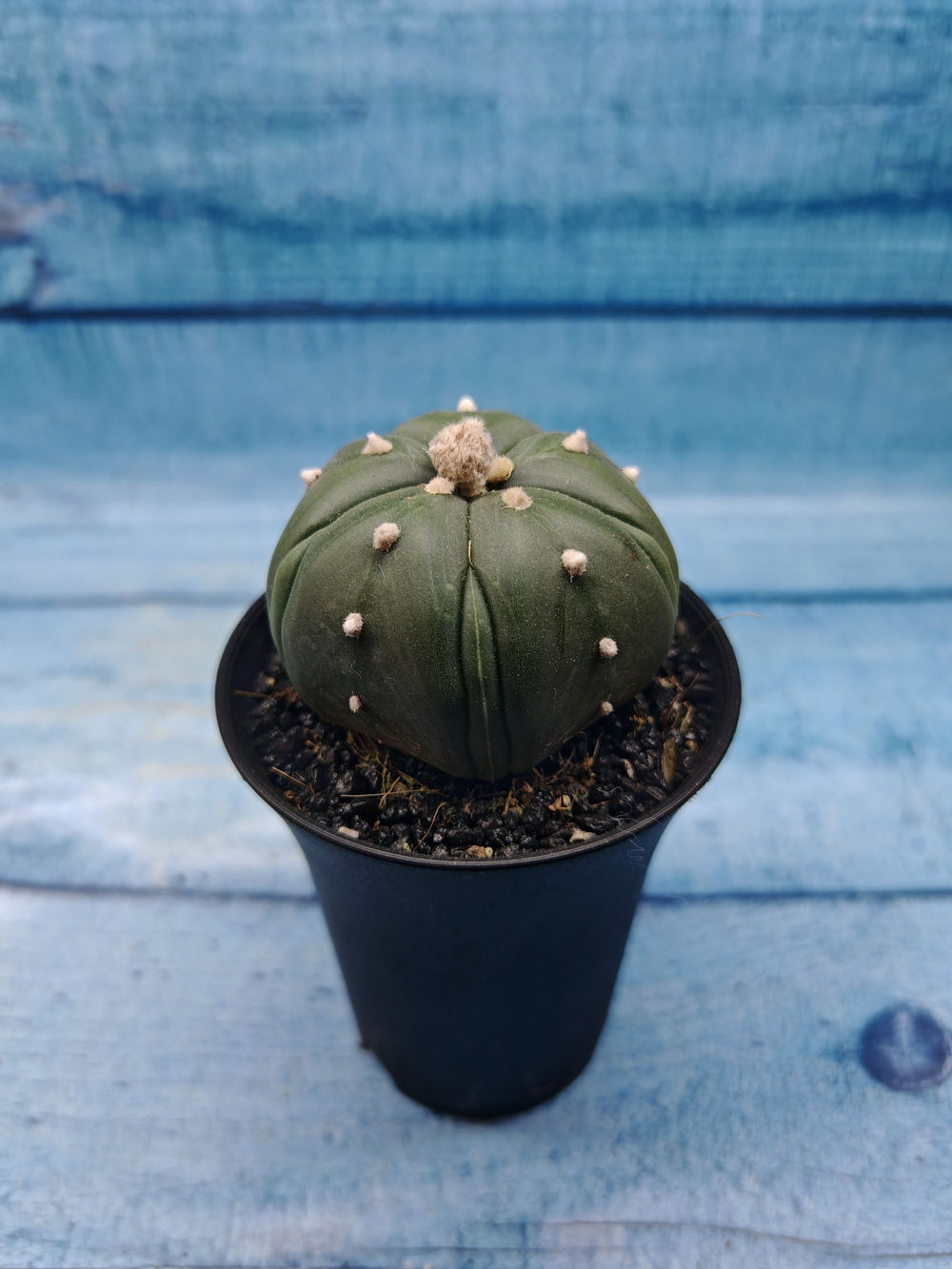 Astrophytum Asterias (Астрофитум)