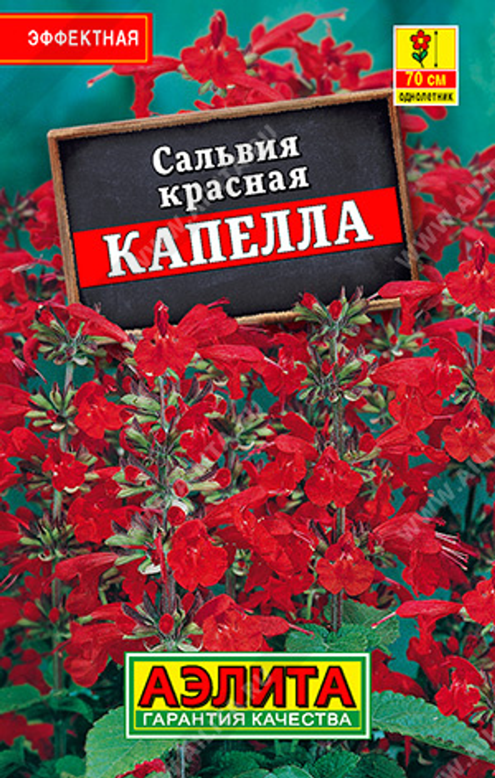 Сальвия красная Капелла