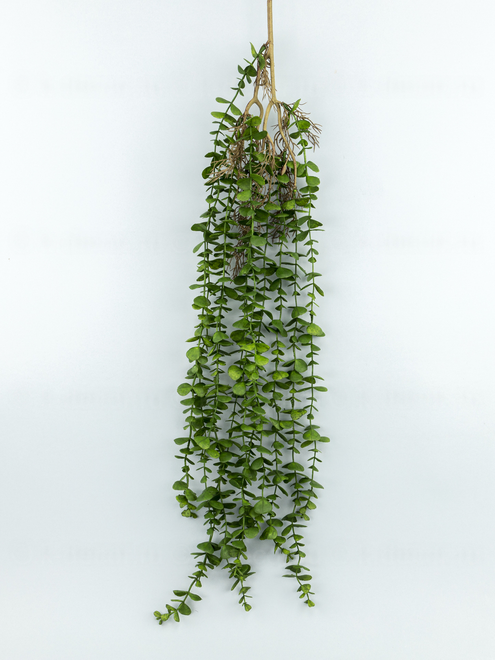 Ампельный эвкалипт Генуя