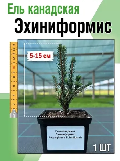 Саженец Ель канадская Эхиниформис