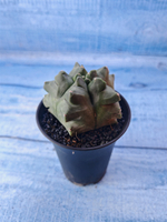 Astrophytum Myriostigma monstrosa (Астрофитум)