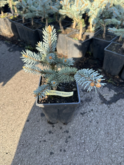 Ель колючая Белобок Р9 10-15 см Закупка М62 апрель-май 2026