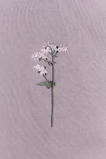 Худи Гербарий Гречиха Warm арахис