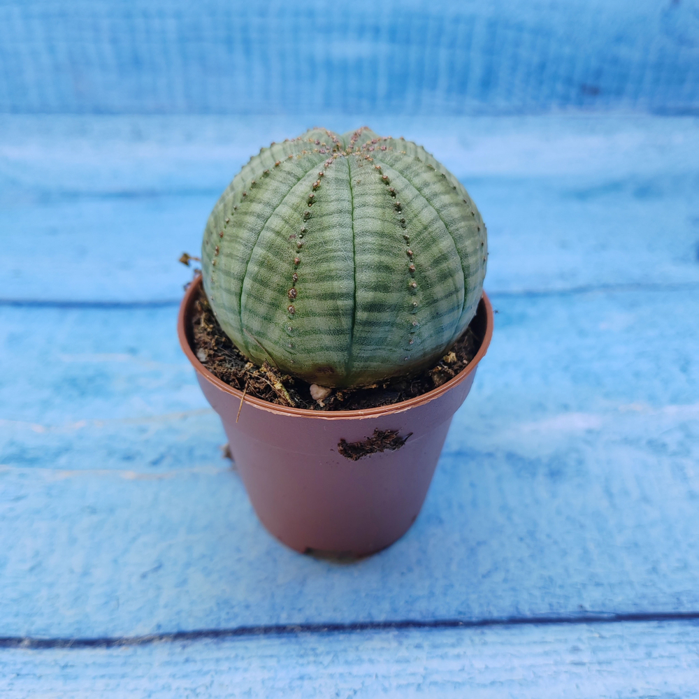 Euphorbia Obesa (Эуфорбия)