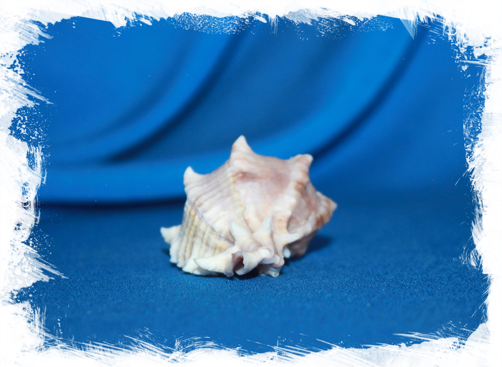 Мурекс кустерианус (Hexaplex kusterianus)