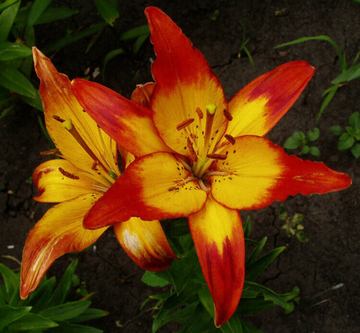 Лилия Канкан