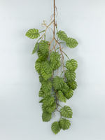 Монстера ампельная Пенелопа