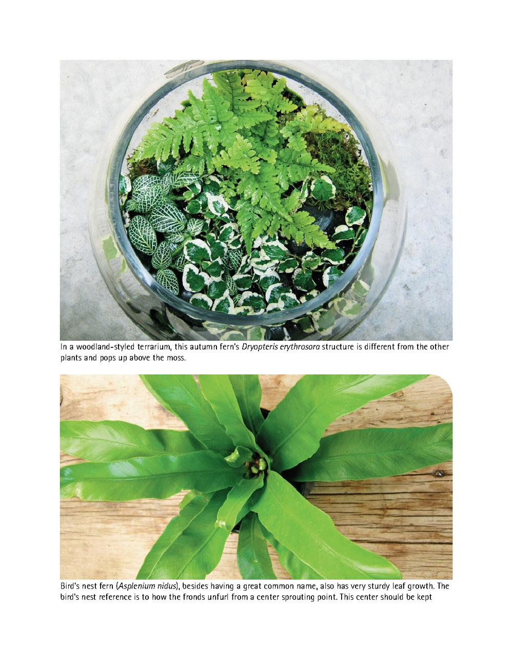 Terrariums - Gardens Under Glass
