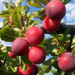 Алыча Шатер