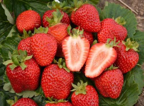 Сан Андреас (Ремонтантный сорт)