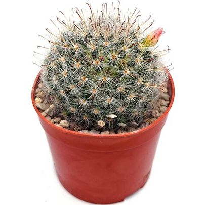 Маммиллярия Роданта (Mammillaria rhodantha)
