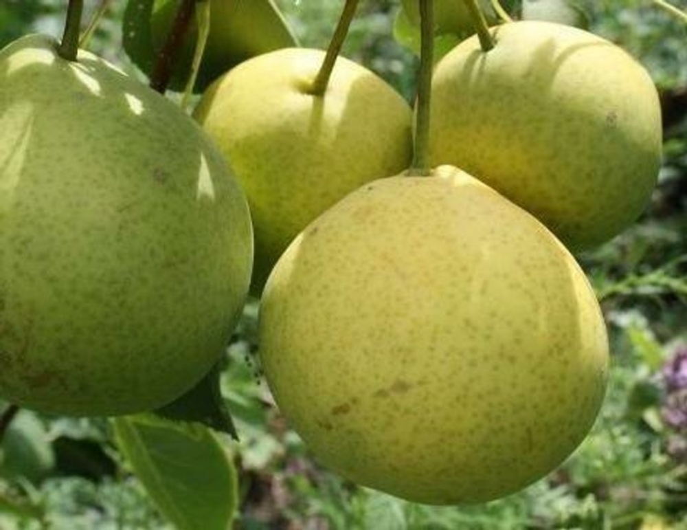 Груша Сеянец Береженой