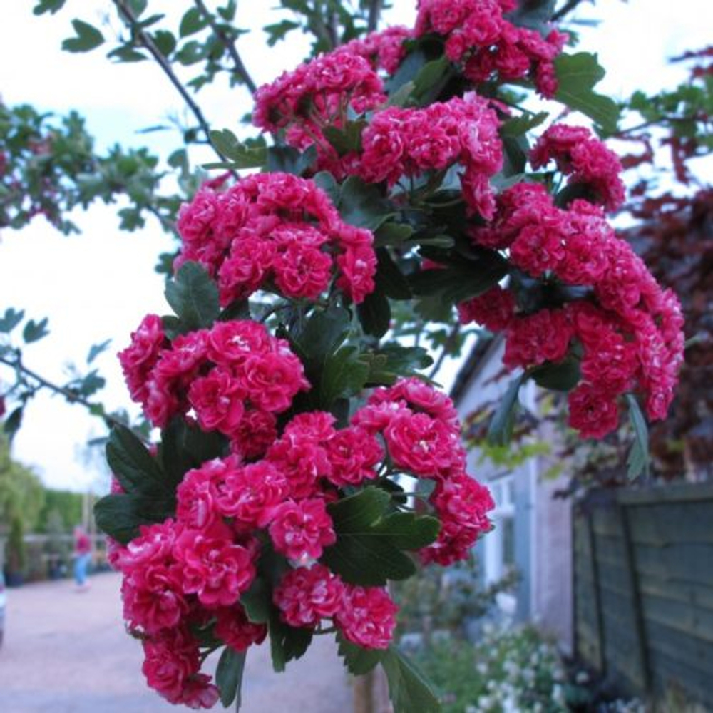 Боярышник средний Паулз Скарлет штамб 150 см Закупка М66 апрель 2026