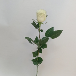 Роза Белая