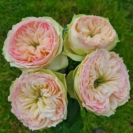 Пинки Пай (Pinky Pie)