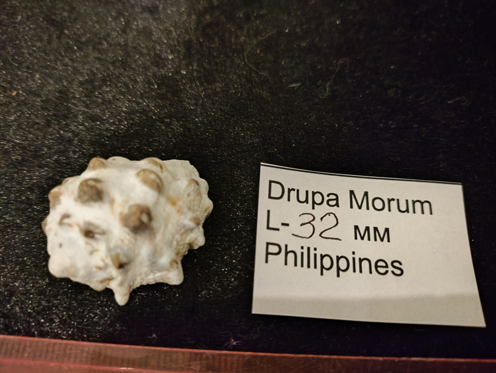 Друпа Морум