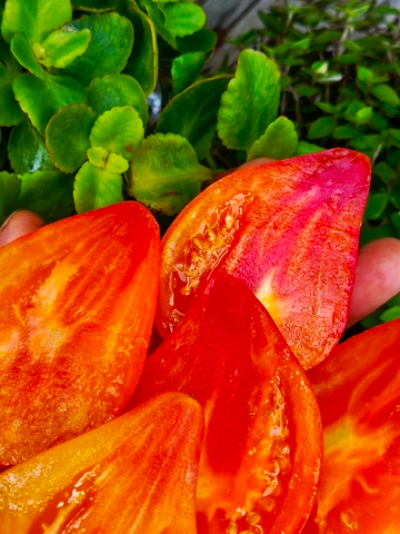 Волшебные шляпы тетушки Гретель сорт томата