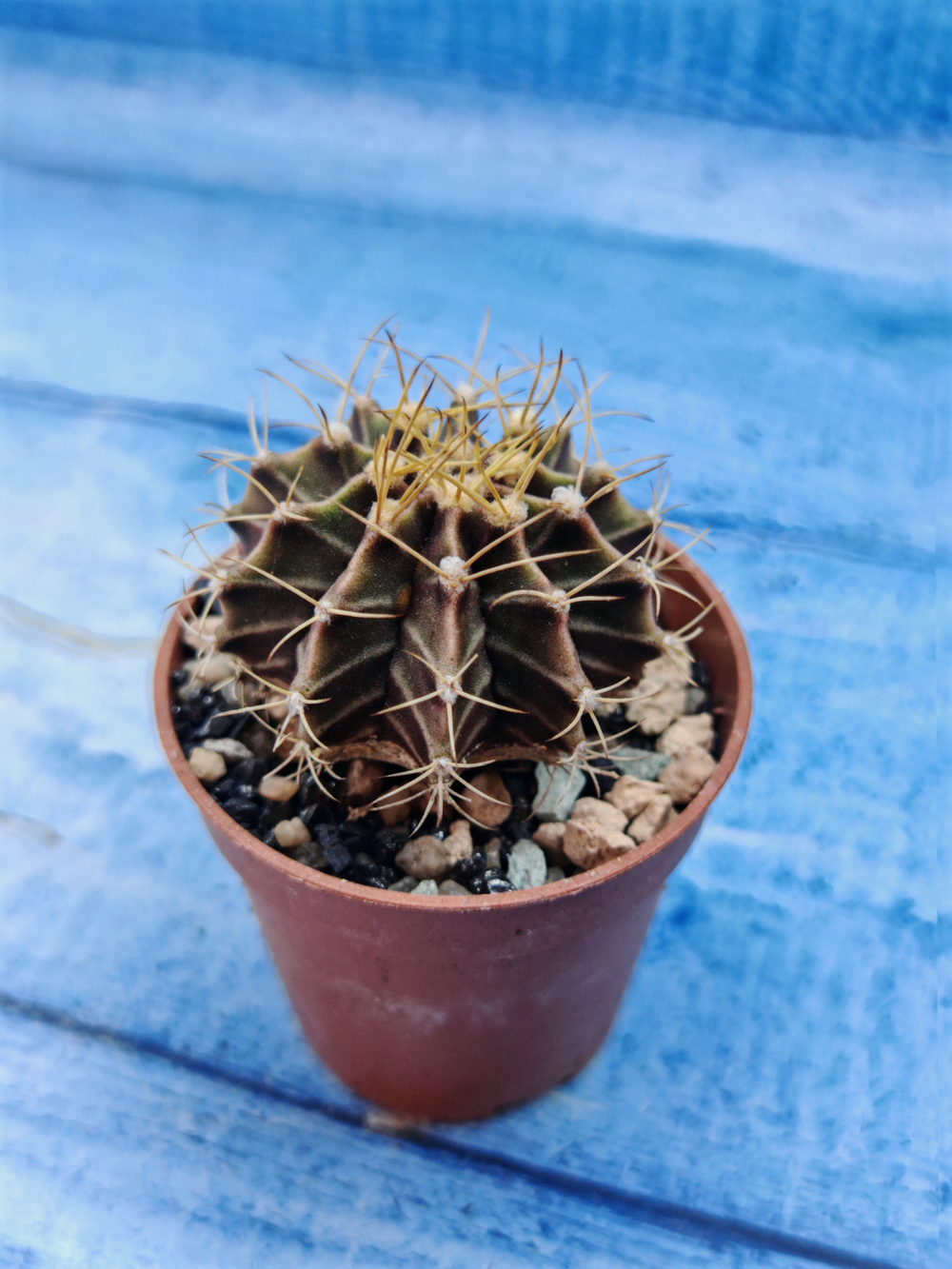 Gymnocalycium Friedrichii (Гимнокалициум)