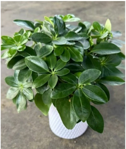 Шеффлера д.11, в горшке с автополивом