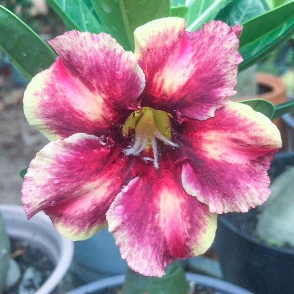 Адениум обесум 118 Thuỳ Dương