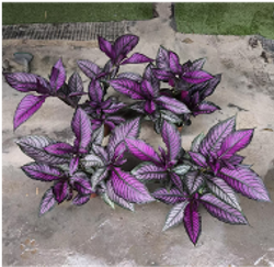 Стробилантес д.12