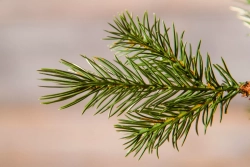 Можжевельник 215 см., зеленый, литая хвоя+пвх, Triumph Tree (72046)