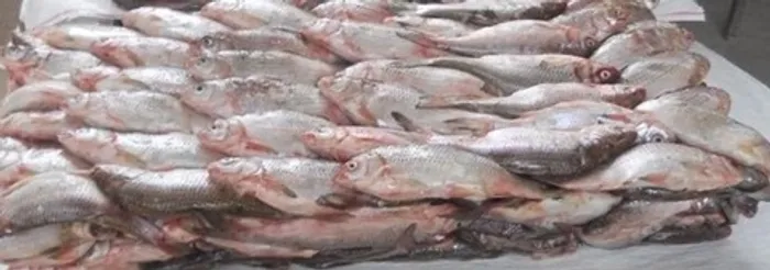 Вобла мороженая круп.