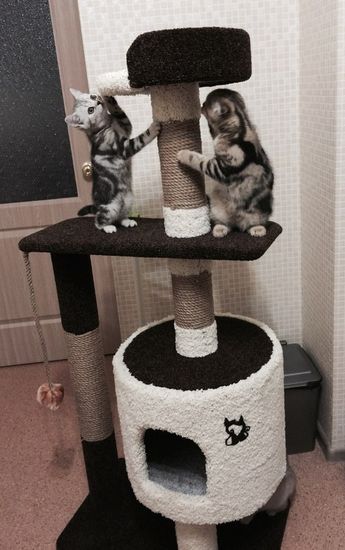 Дом для кошки Д-2