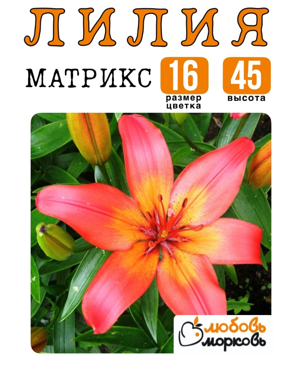 Лилия Луковица, Матрикс, азиатский гибрид, 1 шт
