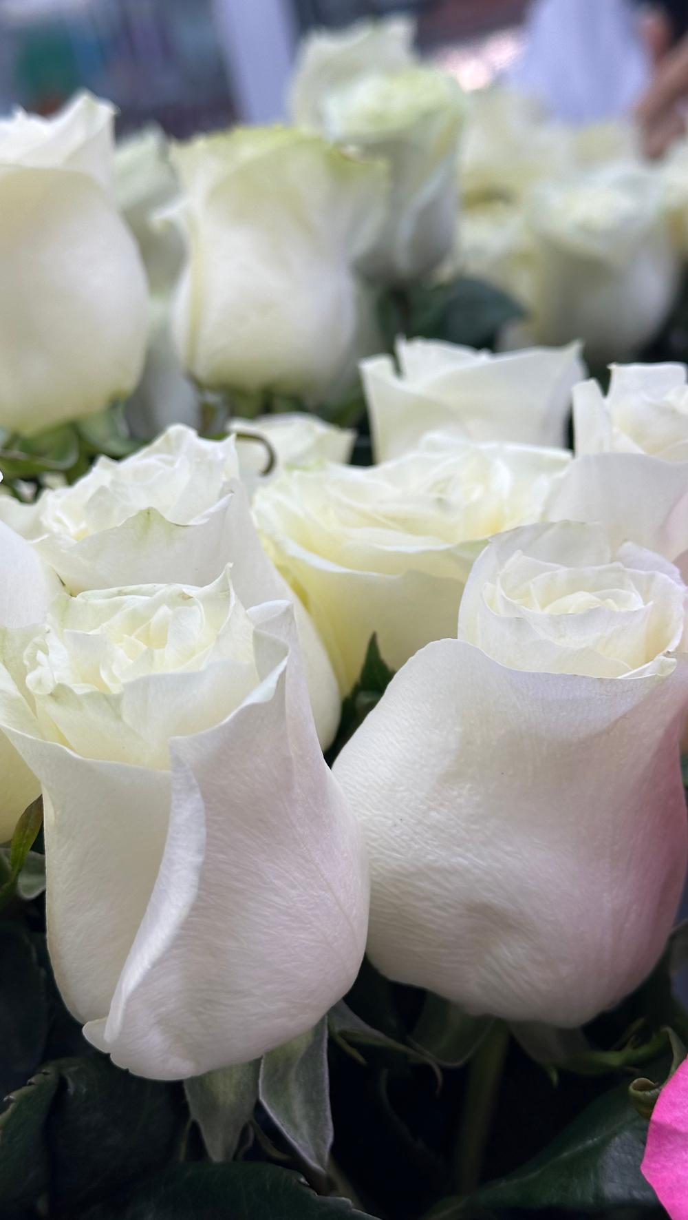 15 роз в слюду