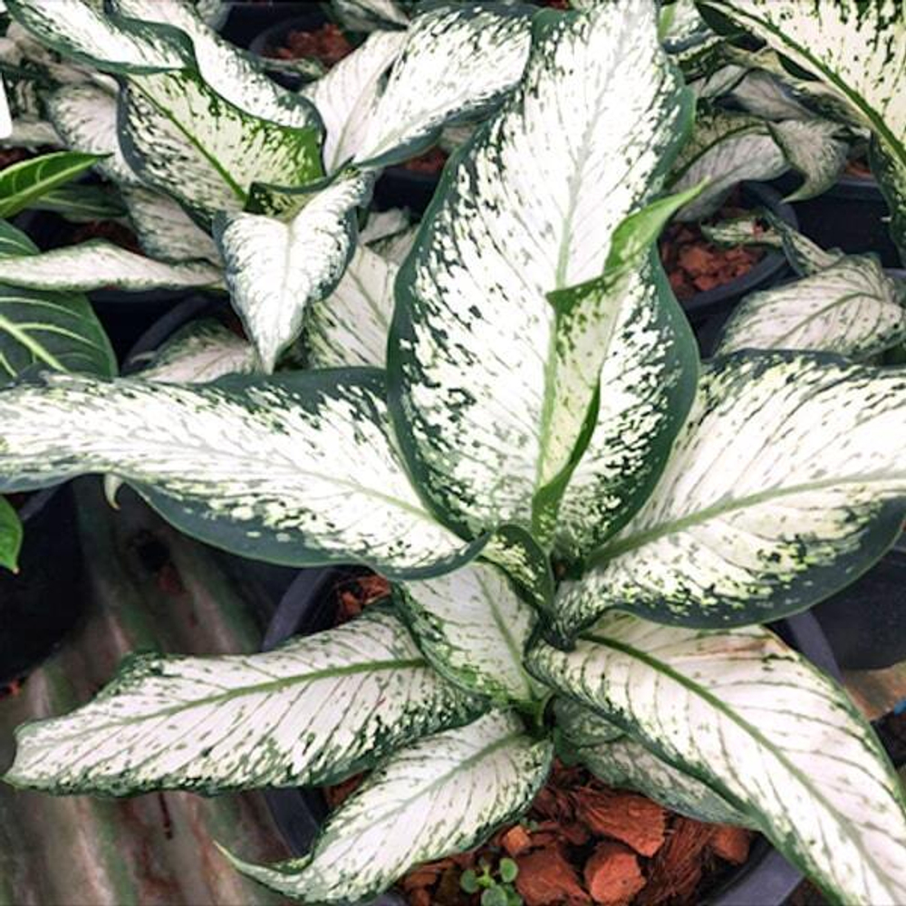 Диффенбахия UDOM NGERN (A114)