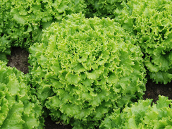 ЭСТОНИ семена салата (Enza Zaden | Alexagro)