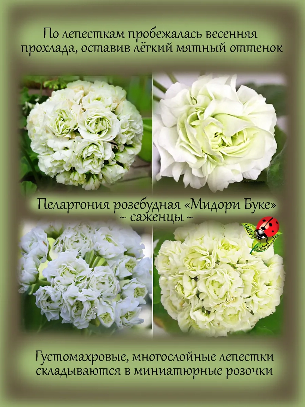 Пеларгония Мидори Буке розебудная