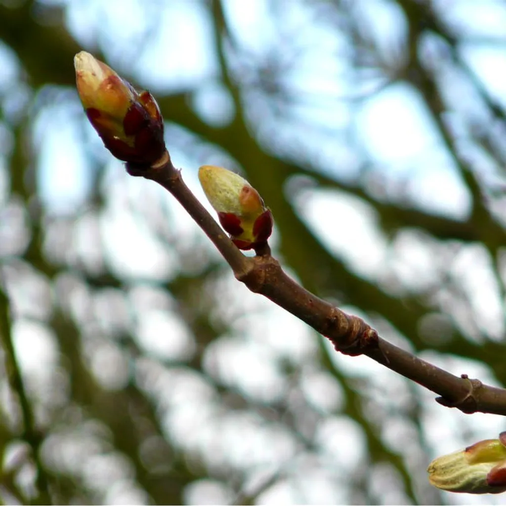 Березовые почки