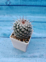 Mammillaria Bombycina (Маммилярия)